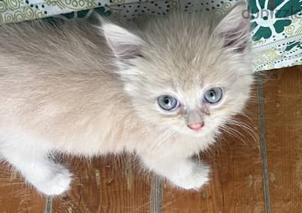 Cute cat