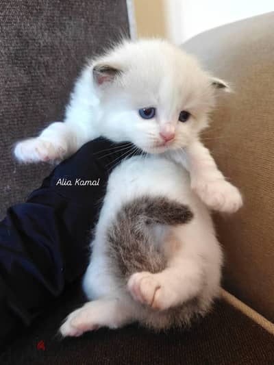 Seal bicolor Ragdoll راغدول راجدول