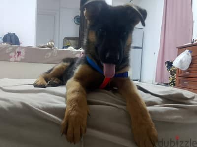 GSD showline