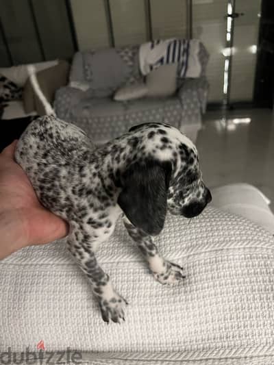 Pure dalmatian dog for sale