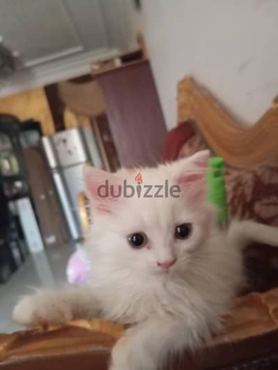 قطط شيرازي بيور للبيع العمر شهرين