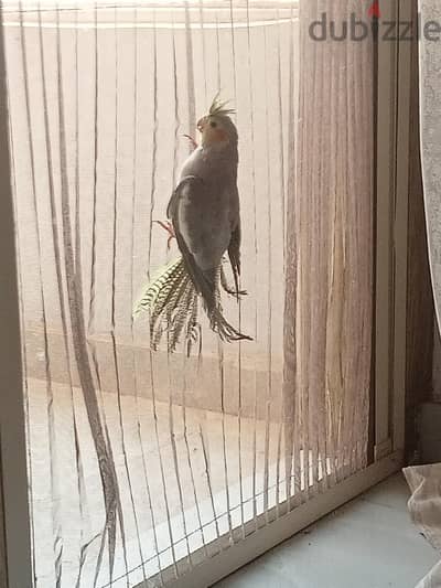 parrot