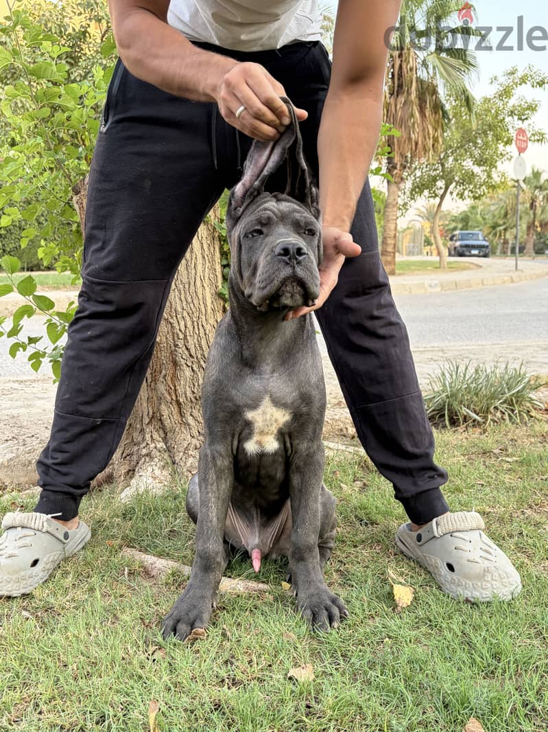 كلب كين كورسو ذكر سلالة أبطال | Cane Corso Male Champion Bloodline 2