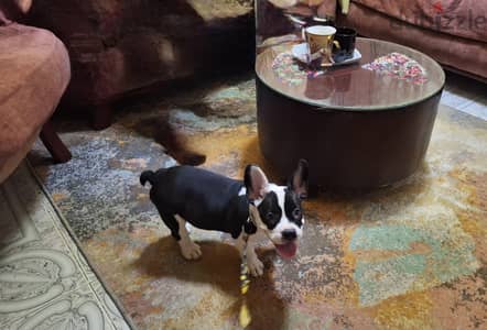 American bully for sale