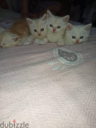 ٤ قطط شيرازي بيور
