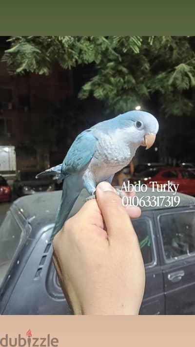 بغبغان كويكر أزرق أليف جدا جداا