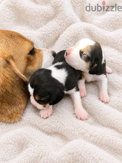 Pure beagle