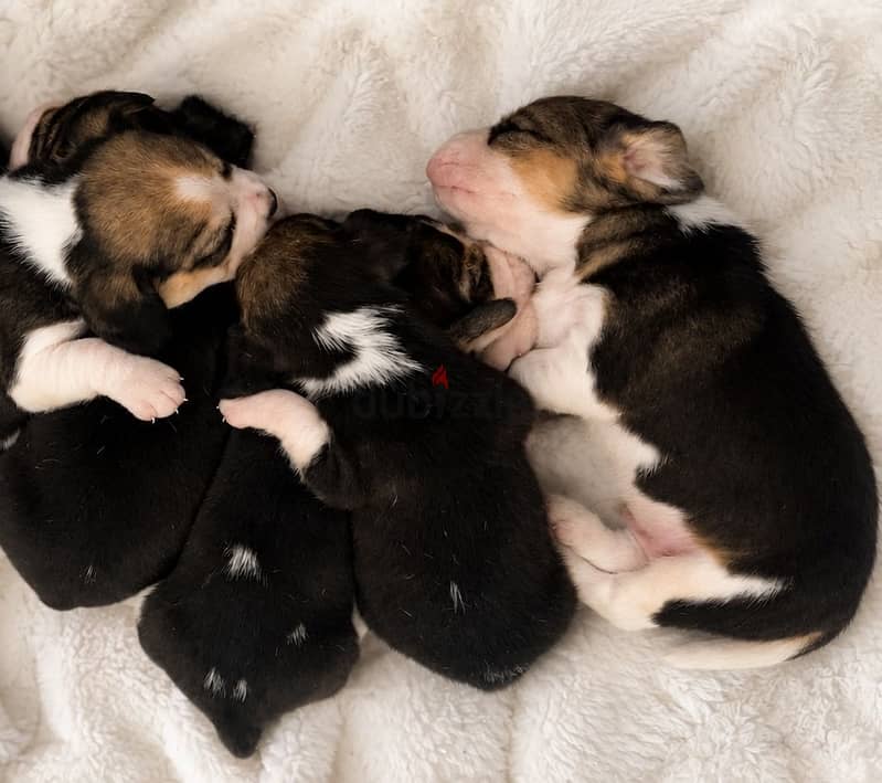 Pure beagle 1