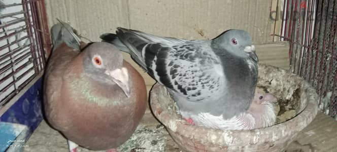 قص للبيع بدون الزغلول