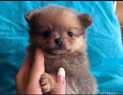 Pomchi puppy