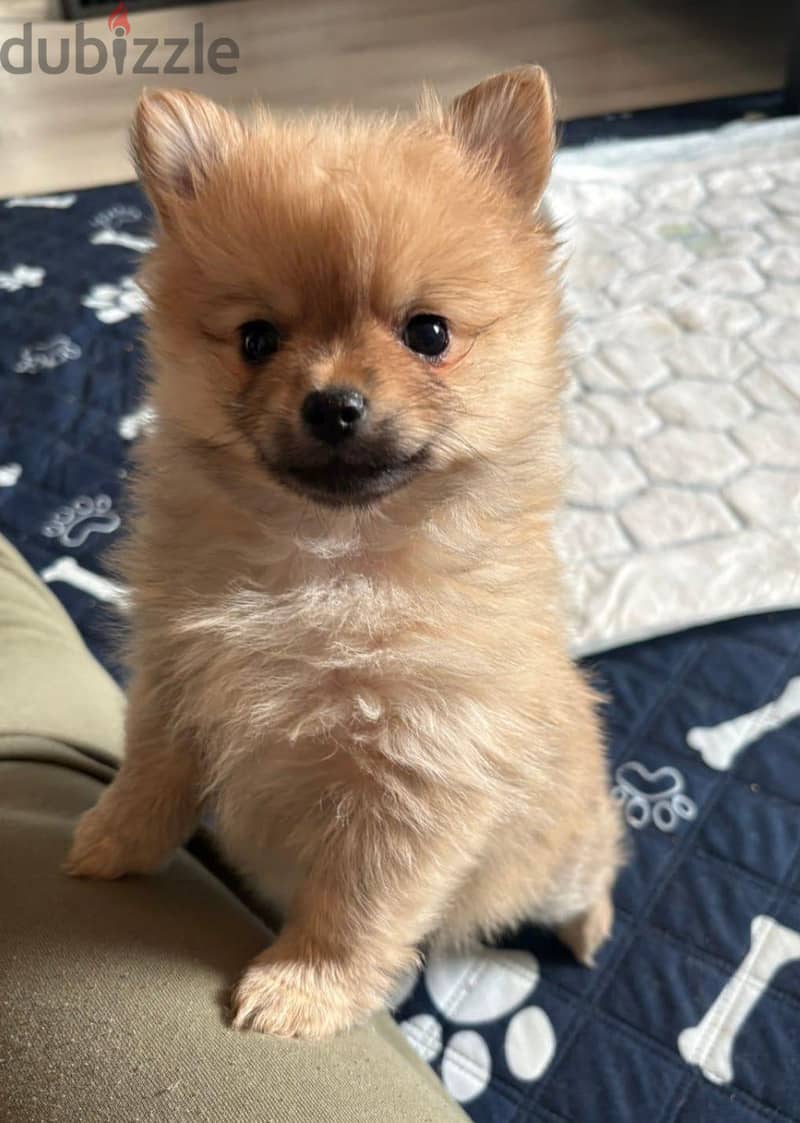 Pomchi puppy 1