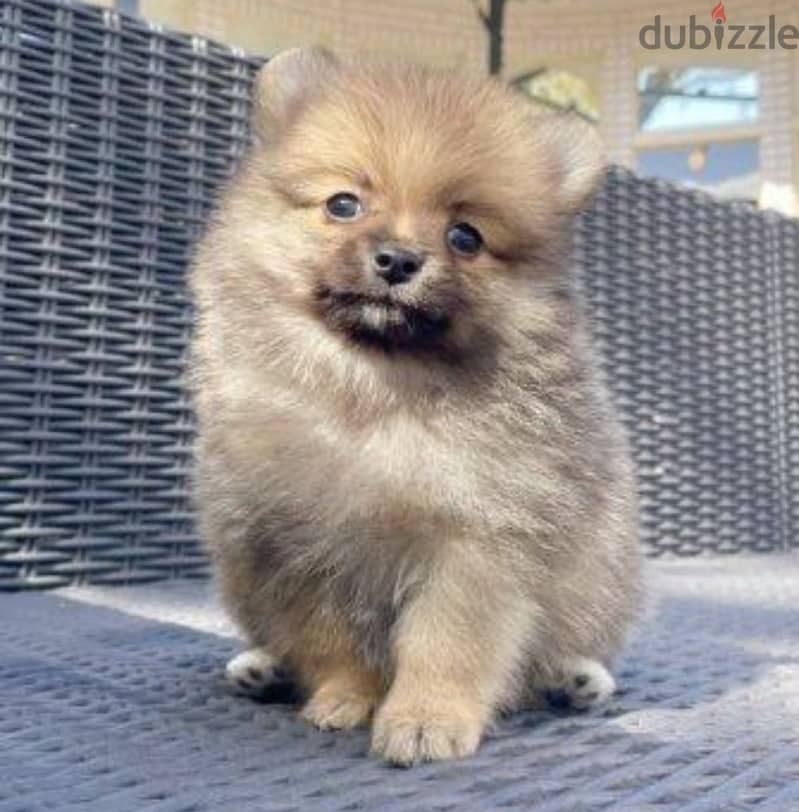 Pomchi puppy 2