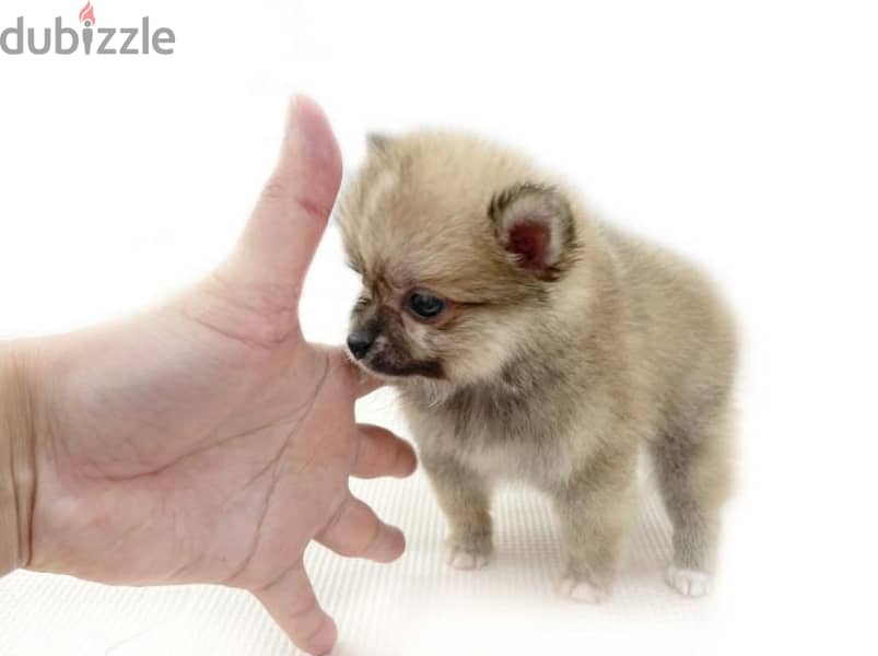 Pomchi puppy 3