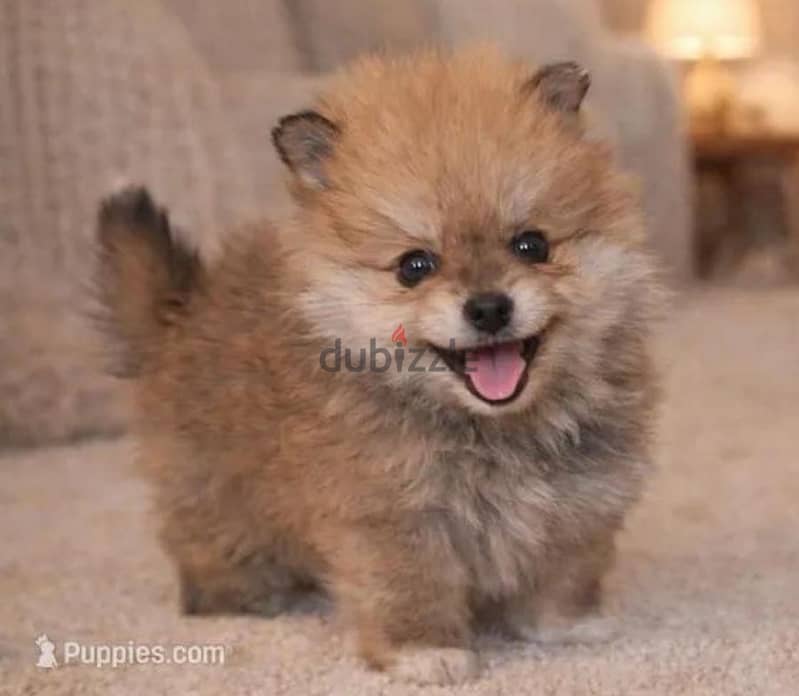 Pomchi puppy 4