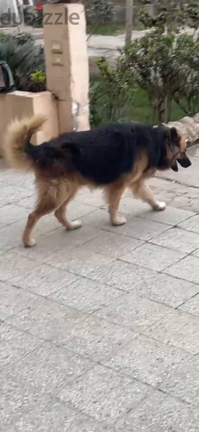 German Shepherd