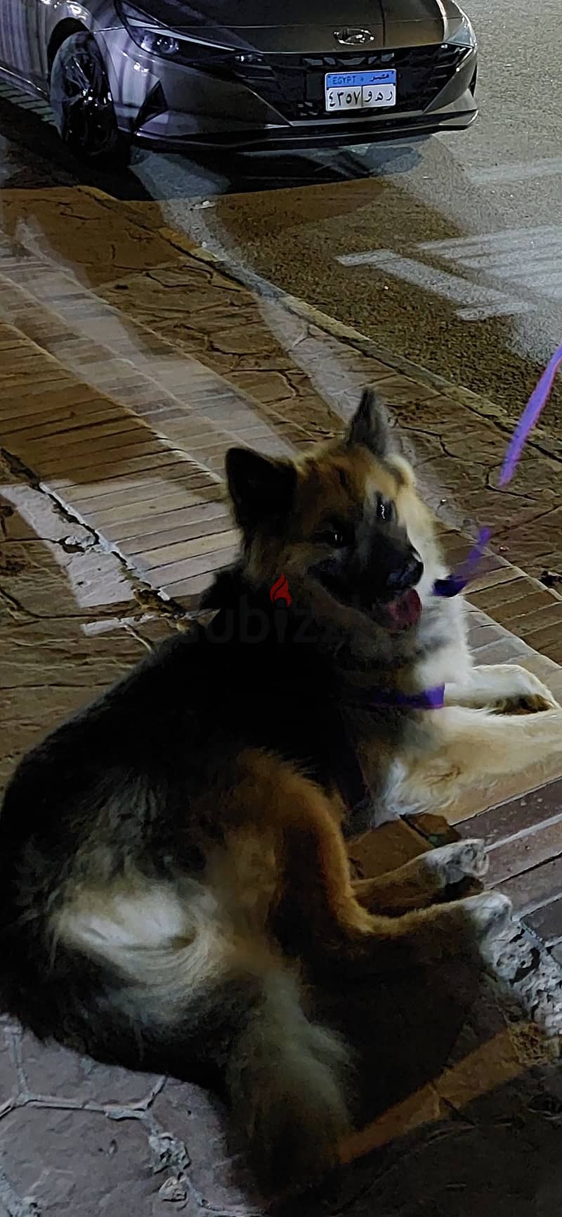 German Shepherd 1
