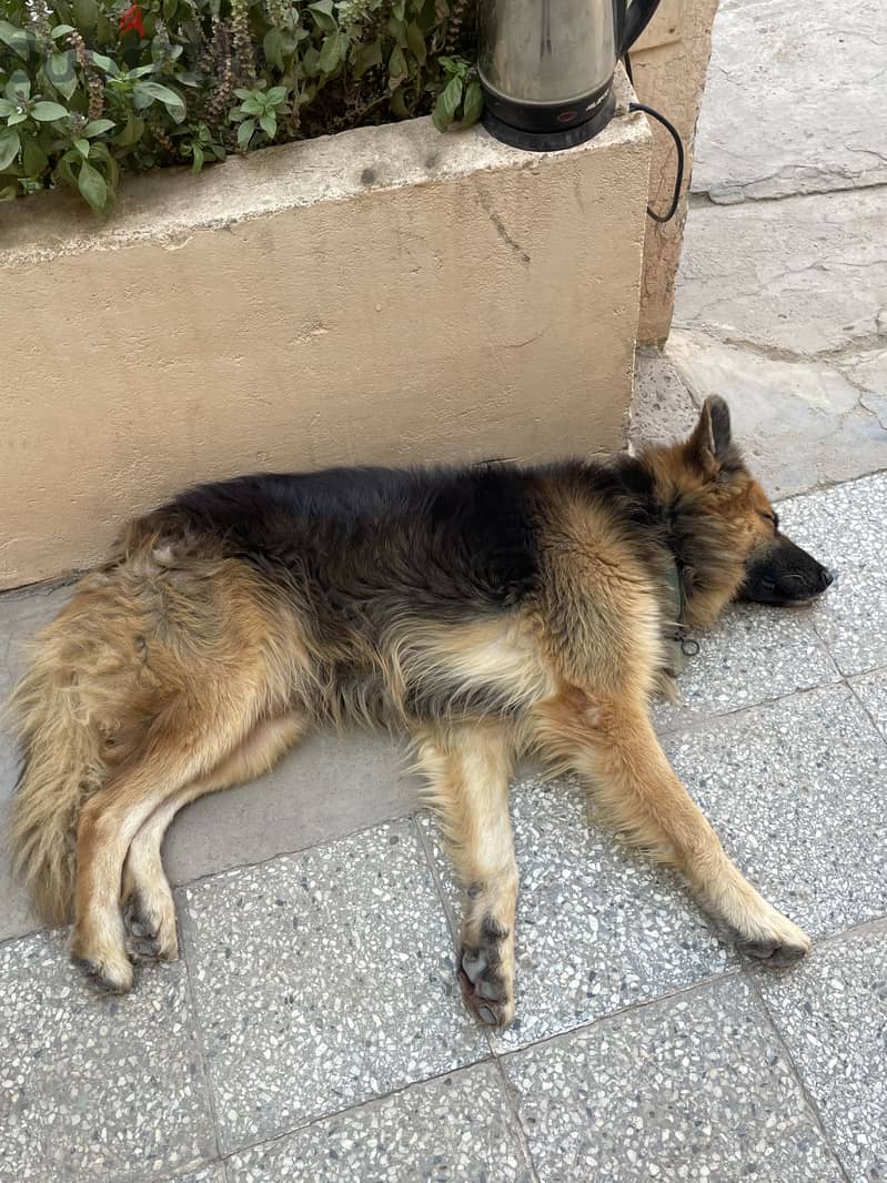 German Shepherd 2