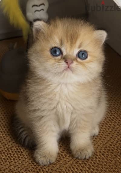 Scottish kitten WCF registered parents