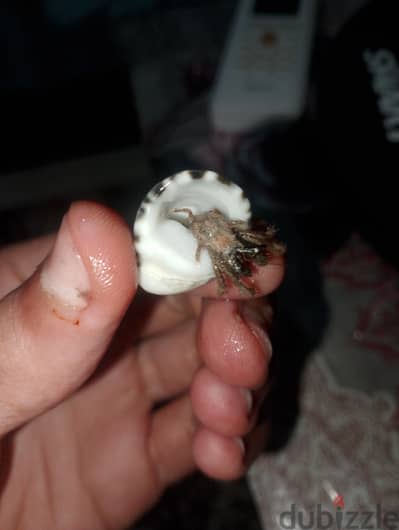 صلطعون النساك المالح
