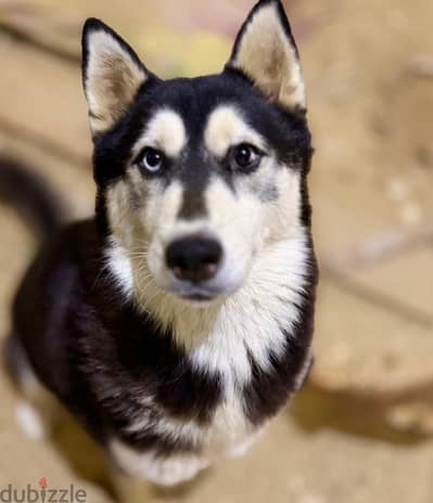 Pure Siberian Husky blue and brown eyes