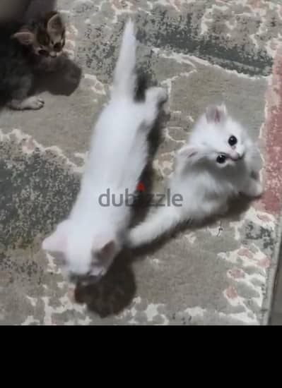 قطط للتبنى