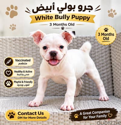 White Bully Puppy – 3 Months Old جرو بولي أبيض