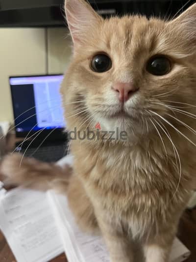 Male cat for adoption