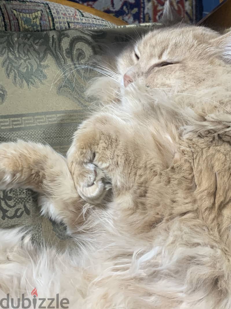 Male cat for adoption 1