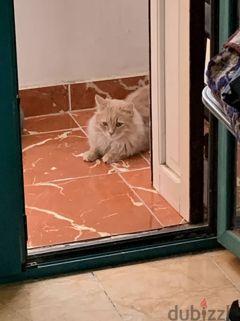 Male cat for adoption 2