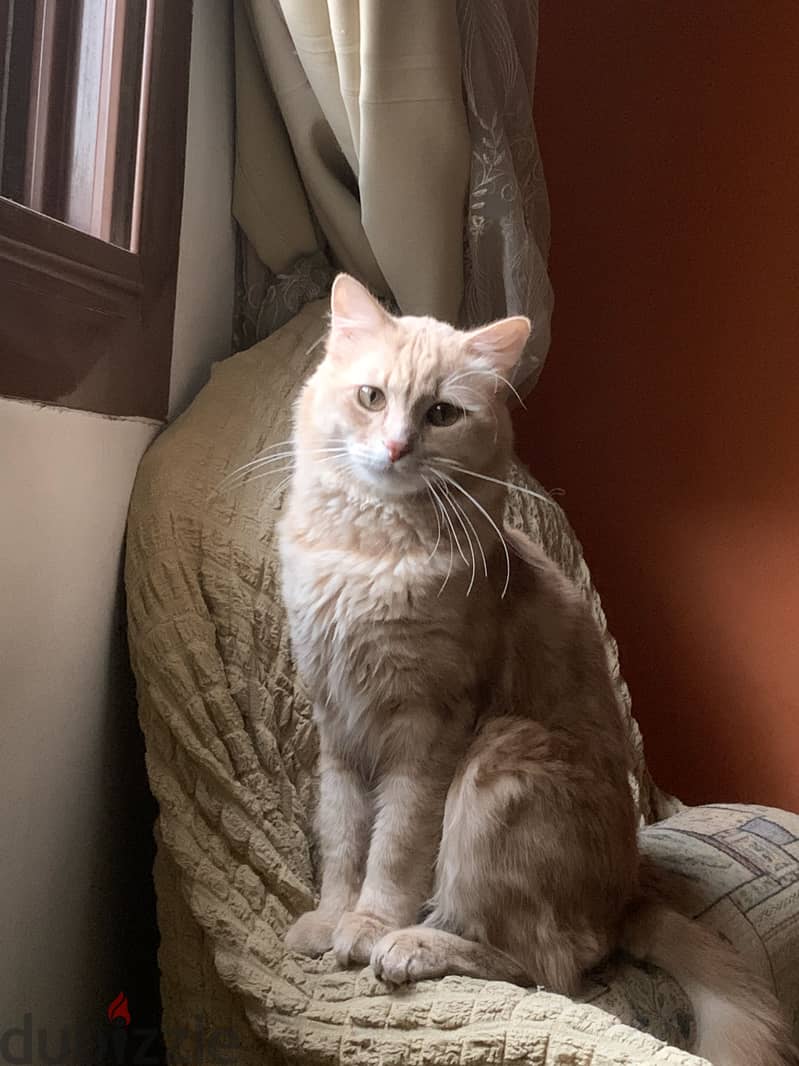 Male cat for adoption 3