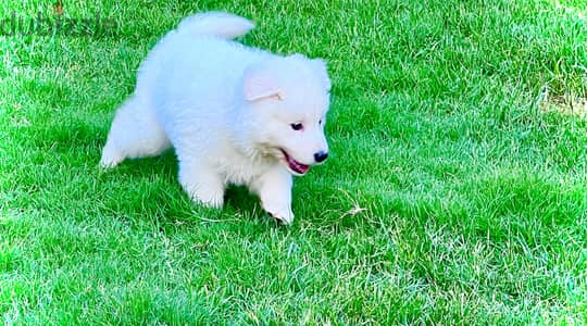 White German Shepherd puppies/ جراوي وايت جيرمن شيبرد