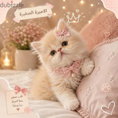 بنوتة بيرشن زي القمر