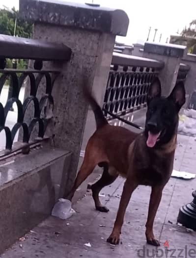 malino male for sale