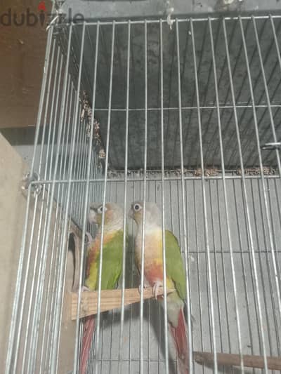 بينابول
