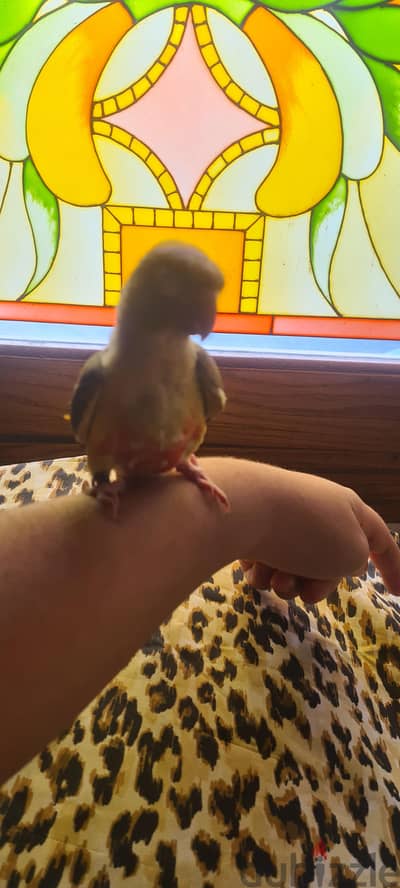 pineapple conure/باينابل كونور