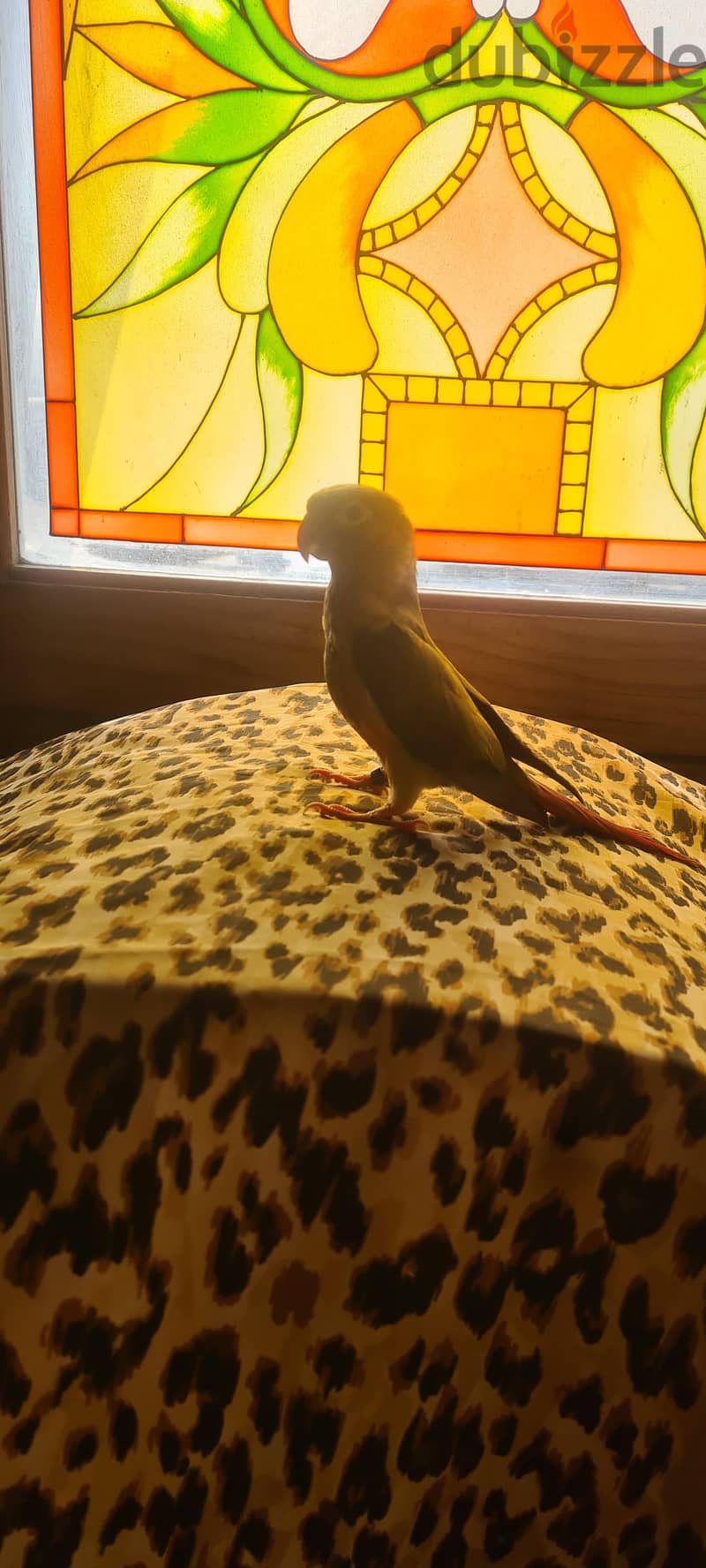 pineapple conure/باينابل كونور 1