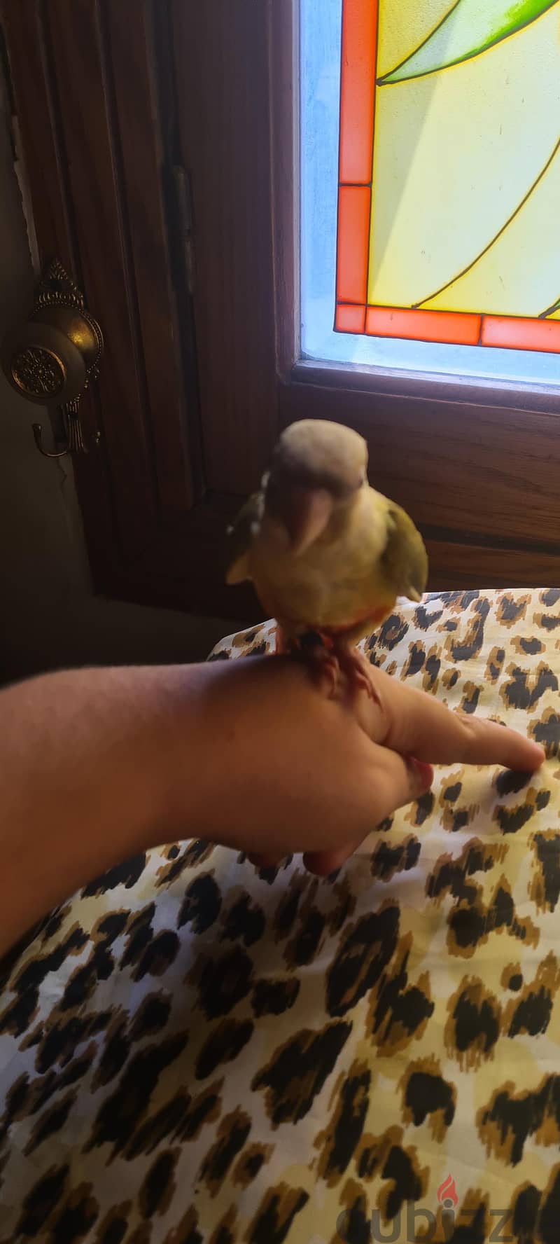 pineapple conure/باينابل كونور 2
