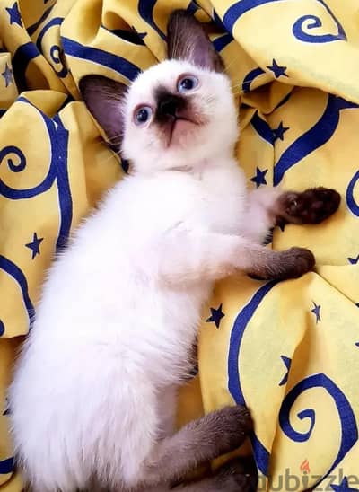 سيامي سيامى Siamese kitten