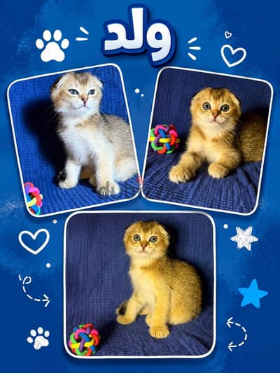Rare Pure twins NY12 , NY1133 British kittens straight and folded ears