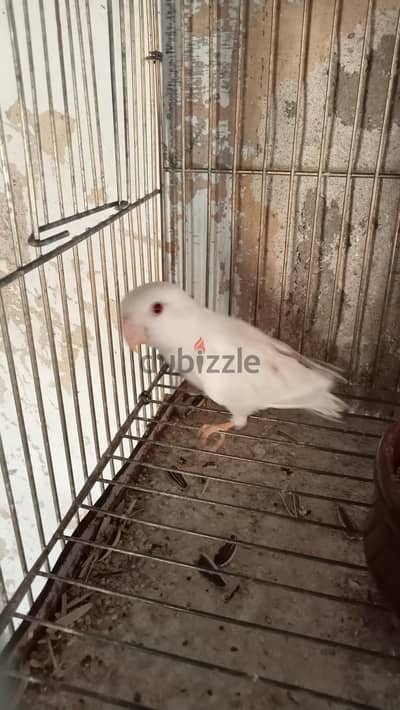 روز و استرالى شغال