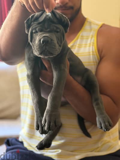 اجمد جراوي كين كورسو cane Corso