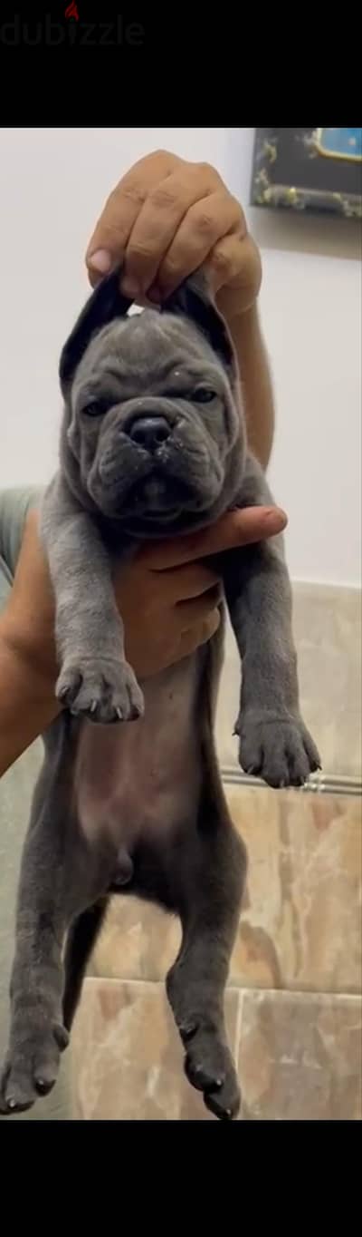 اقوي جراوي كين كورسو cane Corso