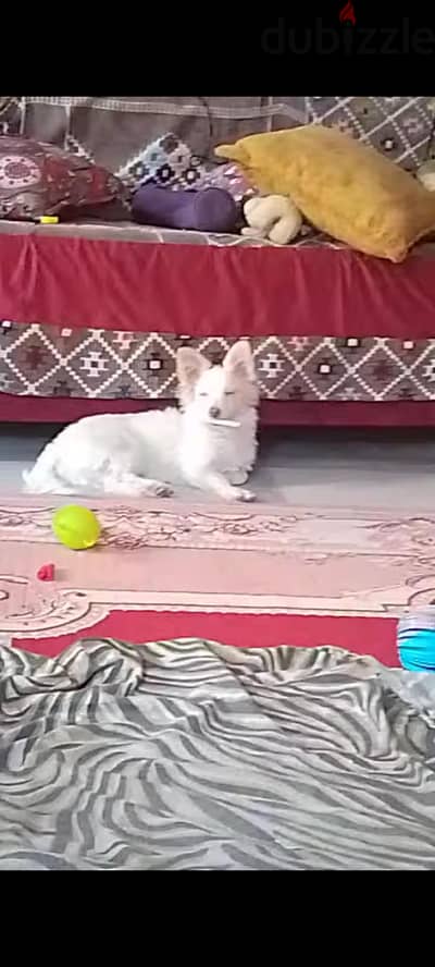 كلب لولو للبيع