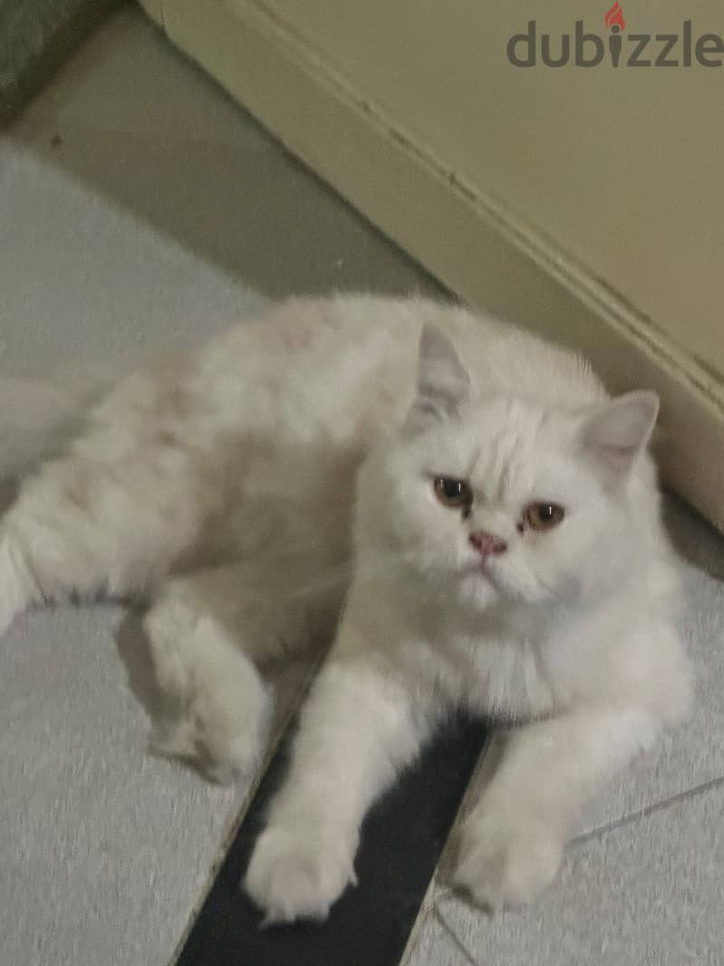 Adoption 1
