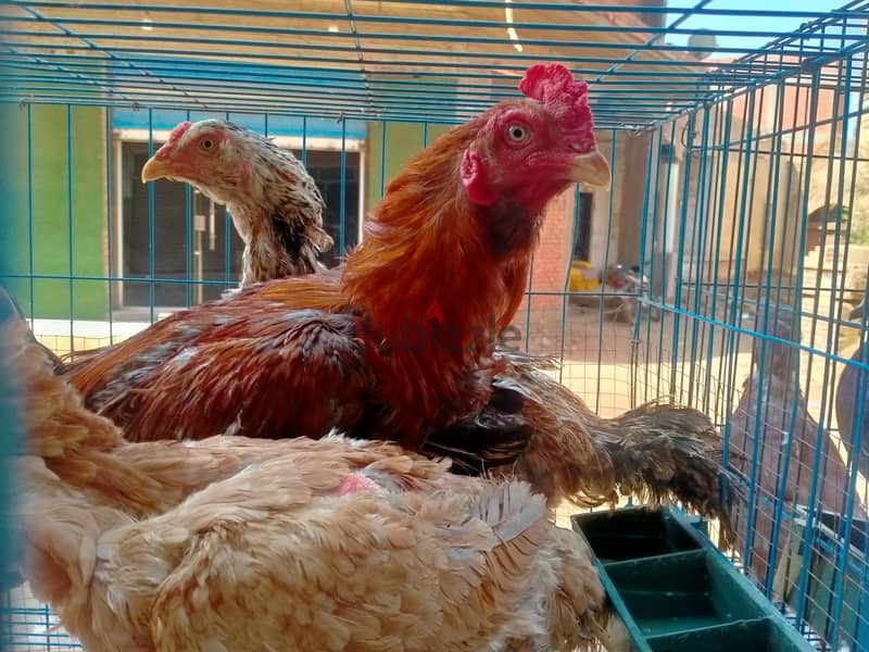 دجاج هندي 3
