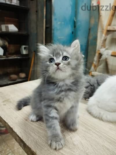 قطط شيرازى دباديب