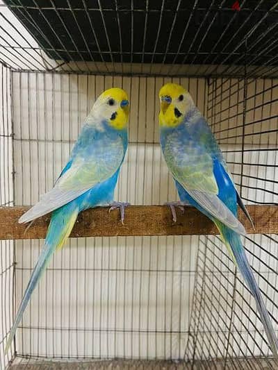rainbow " violet  & sky blue 