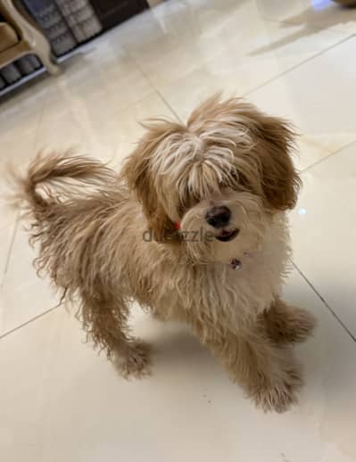 Maltipoo