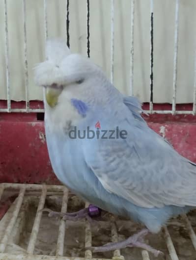 تركيبات احجام رينبو