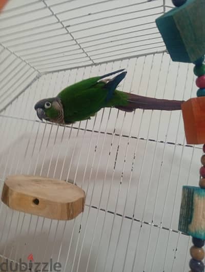 كنيور أخضر الخدود (Green-cheeked Conure)